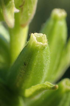 Oenothera deflexa \ Abgebogene Nachtkerze / Leipzig Evening Primrose, D Mannheim 6.8.2017
