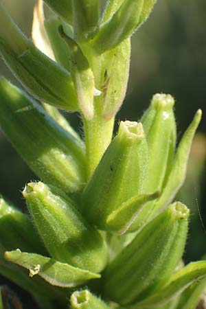 Oenothera deflexa \ Abgebogene Nachtkerze / Leipzig Evening Primrose, D Mannheim 6.8.2017