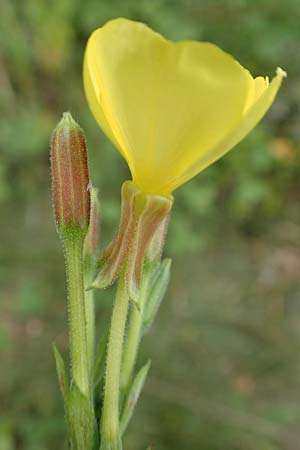 Oenothera drawertii \ Drawerts Nachtkerze / Drawert's Evening Primrose, D Mannheim 8.8.2017