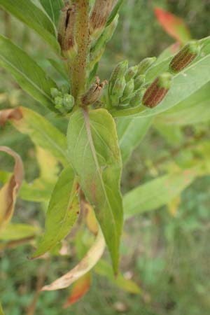 Oenothera drawertii \ Drawerts Nachtkerze / Drawert's Evening Primrose, D Mannheim 8.8.2017