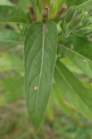 Oenothera drawertii \ Drawerts Nachtkerze / Drawert's Evening Primrose, D Mannheim 8.8.2017