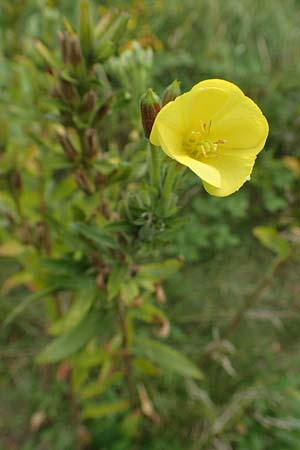 Oenothera drawertii \ Drawerts Nachtkerze / Drawert's Evening Primrose, D Mannheim 8.8.2017