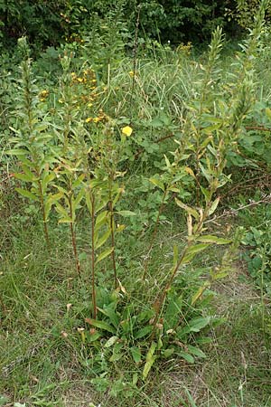 Oenothera drawertii \ Drawerts Nachtkerze / Drawert's Evening Primrose, D Mannheim 8.8.2017