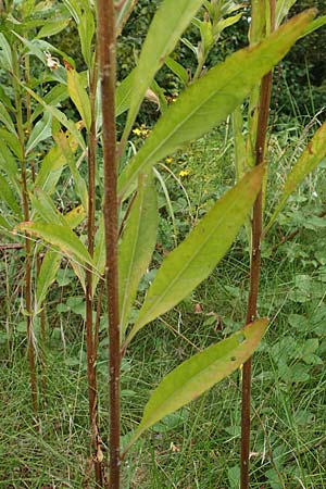 Oenothera drawertii \ Drawerts Nachtkerze / Drawert's Evening Primrose, D Mannheim 8.8.2017