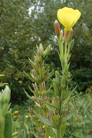 Oenothera drawertii \ Drawerts Nachtkerze / Drawert's Evening Primrose, D Mannheim 8.8.2017