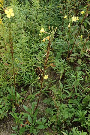 Oenothera linearifolia \ Schmalbl�ttrige Nachtkerze / Narrow-Leaved Evening Primrose, D R&ouml;merberg 12.8.2017