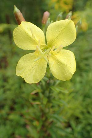 Oenothera linearifolia \ Schmalbl�ttrige Nachtkerze / Narrow-Leaved Evening Primrose, D R&ouml;merberg 12.8.2017