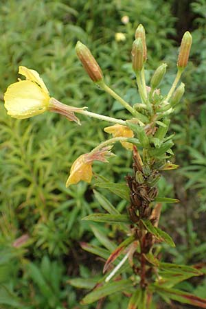 Oenothera linearifolia \ Schmalbl�ttrige Nachtkerze / Narrow-Leaved Evening Primrose, D R&ouml;merberg 12.8.2017