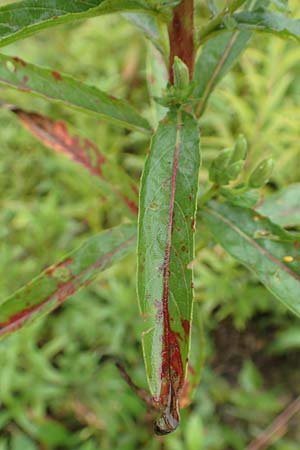 Oenothera linearifolia \ Schmalbl�ttrige Nachtkerze / Narrow-Leaved Evening Primrose, D R&ouml;merberg 12.8.2017
