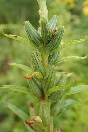 Oenothera linearifolia \ Schmalbl�ttrige Nachtkerze / Narrow-Leaved Evening Primrose, D R&ouml;merberg 12.8.2017