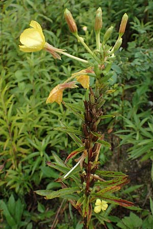 Oenothera linearifolia \ Schmalbl�ttrige Nachtkerze / Narrow-Leaved Evening Primrose, D R&ouml;merberg 12.8.2017