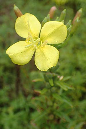 Oenothera linearifolia \ Schmalbl�ttrige Nachtkerze / Narrow-Leaved Evening Primrose, D R&ouml;merberg 12.8.2017