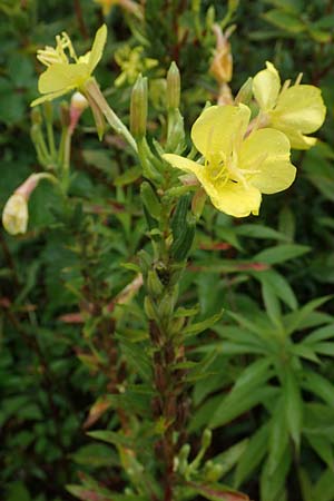Oenothera linearifolia \ Schmalbl�ttrige Nachtkerze / Narrow-Leaved Evening Primrose, D R&ouml;merberg 12.8.2017