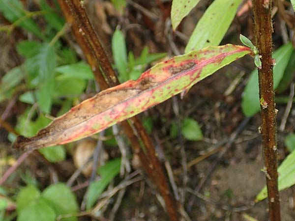 Oenothera linearifolia \ Schmalbl�ttrige Nachtkerze / Narrow-Leaved Evening Primrose, D R&ouml;merberg 12.8.2017