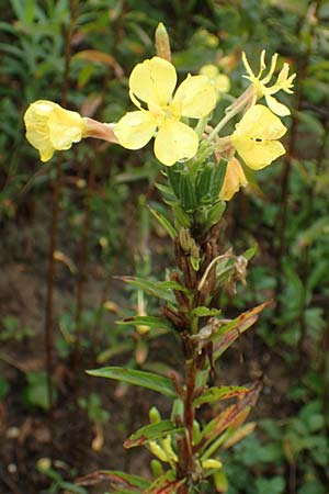 Oenothera linearifolia \ Schmalbl�ttrige Nachtkerze / Narrow-Leaved Evening Primrose, D R&ouml;merberg 12.8.2017