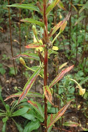 Oenothera linearifolia \ Schmalbl�ttrige Nachtkerze / Narrow-Leaved Evening Primrose, D R&ouml;merberg 12.8.2017