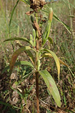 Oenothera linearifolia \ Schmalbl�ttrige Nachtkerze / Narrow-Leaved Evening Primrose, D Mannheim 6.9.2017