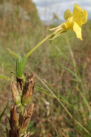 Oenothera linearifolia \ Schmalbl�ttrige Nachtkerze / Narrow-Leaved Evening Primrose, D Mannheim 6.9.2017