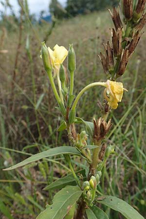 Oenothera linearifolia \ Schmalbl�ttrige Nachtkerze / Narrow-Leaved Evening Primrose, D Mannheim 6.9.2017