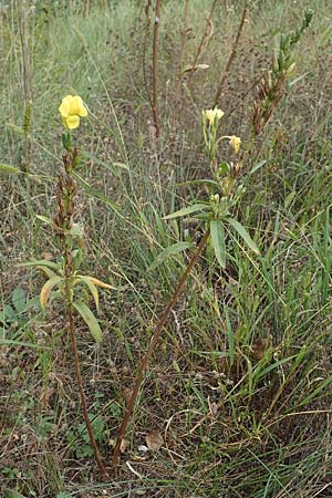 Oenothera linearifolia \ Schmalbl�ttrige Nachtkerze / Narrow-Leaved Evening Primrose, D Mannheim 6.9.2017