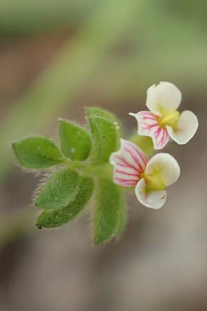 Ornithopus perpusillus \ Kleiner Vogelfu� / Bird's-Foot, D Ottorfszell 13.5.2018