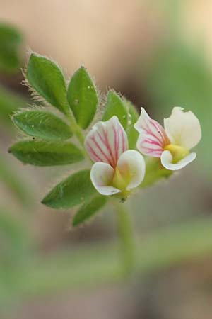 Ornithopus perpusillus \ Kleiner Vogelfu� / Bird's-Foot, D Ottorfszell 13.5.2018