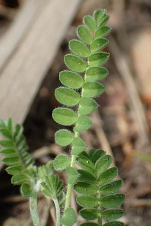 Ornithopus perpusillus \ Kleiner Vogelfu� / Bird's-Foot, D Ottorfszell 13.5.2018