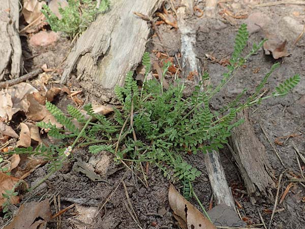 Ornithopus perpusillus \ Kleiner Vogelfu� / Bird's-Foot, D Ottorfszell 13.5.2018