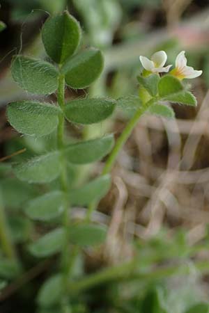 Ornithopus perpusillus \ Kleiner Vogelfu� / Bird's-Foot, D Hockenheim 8.6.2021