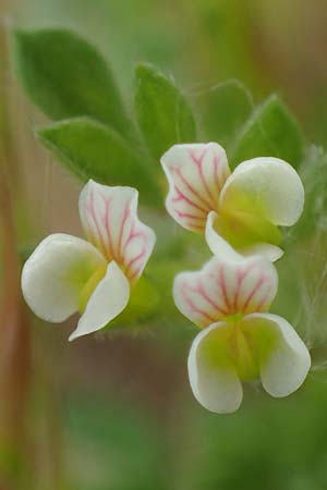 Ornithopus perpusillus \ Kleiner Vogelfu� / Bird's-Foot, D Hockenheim 8.6.2021