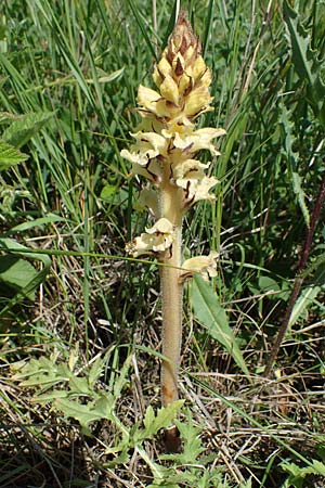 Orobanche reticulata subsp. pallidiflora, Blassbl&uuml;tige Distel-Moos