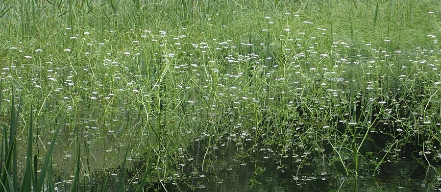 Oenanthe aquatica \ Gro�er Wasserfenchel, Pferdesaat / Fine-Leaved Water Dropwort, D Gro&szlig;-Gerau 9.7.2021