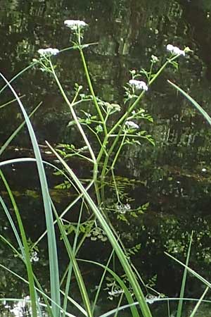 Oenanthe aquatica \ Gro�er Wasserfenchel, Pferdesaat / Fine-Leaved Water Dropwort, D Gro&szlig;-Gerau 9.7.2021