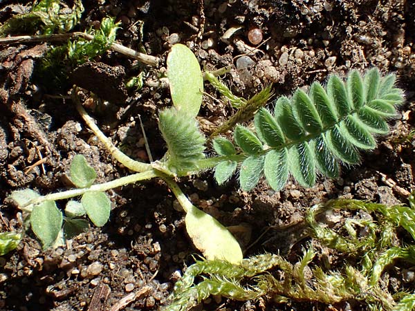 Ornithopus perpusillus \ Kleiner Vogelfu� / Bird's-Foot, D Erlenbach am Main 19.3.2022