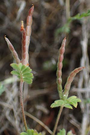 Ornithopus perpusillus \ Kleiner Vogelfu� / Bird's-Foot, D Stutensee 27.5.2022
