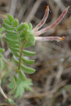 Ornithopus perpusillus \ Kleiner Vogelfu� / Bird's-Foot, D Stutensee 27.5.2022