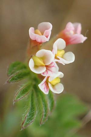 Ornithopus perpusillus \ Kleiner Vogelfu� / Bird's-Foot, D Stutensee 27.5.2022