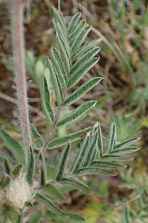 Oxytropis pilosa \ Zottige Fahnenwicke, Steppen-Spitzkiel / Wooly Milk-Vetch, D Th&uuml;ringen, Erfurt 6.6.2022