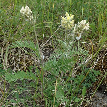 Oxytropis pilosa \ Zottige Fahnenwicke, Steppen-Spitzkiel / Wooly Milk-Vetch, D Th&uuml;ringen, Erfurt 6.6.2022