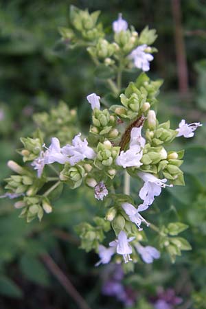Origanum vulgare \ Wilder Majoran, Dost / Wild Marjoram, D Weinheim an der Bergstra&szlig;e 10.7.2008