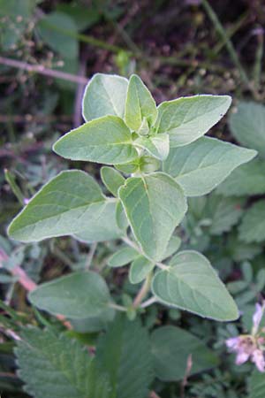 Origanum vulgare \ Wilder Majoran, Dost / Wild Marjoram, D Weinheim an der Bergstra&szlig;e 10.7.2008