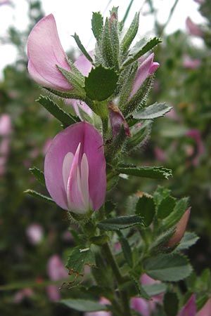 Ononis repens subsp. procurrens \ Kriechende Hauhechel / Common Restharrow, D T&uuml;bingen 20.6.2015