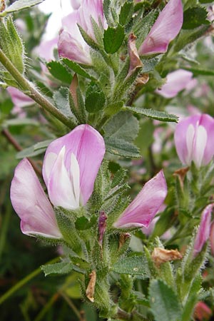 Ononis repens subsp. procurrens \ Kriechende Hauhechel / Common Restharrow, D T&uuml;bingen 20.6.2015