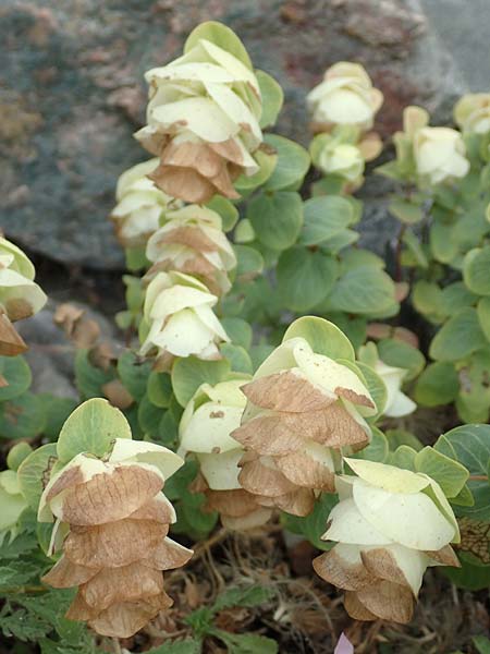 Origanum rotundifolium \ Hopfen-Dost, Rundbl�ttriger Dost / Creeping Marjoram, Roundleaf Oregano, D Botan. Gar.  Universit.  T&uuml;bingen 3.9.2016