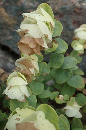 Origanum rotundifolium \ Hopfen-Dost, Rundbl�ttriger Dost / Creeping Marjoram, Roundleaf Oregano, D Botan. Gar.  Universit.  T&uuml;bingen 3.9.2016