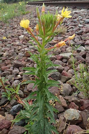 Oenothera oakesiana \ K�sten-Nachtkerze, Sand-Nachtkerze / Sandy Evening Primrose, D Karlsruhe 27.7.2017