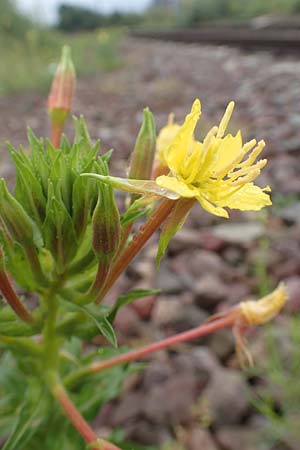 Oenothera oakesiana \ K�sten-Nachtkerze, Sand-Nachtkerze / Sandy Evening Primrose, D Karlsruhe 27.7.2017