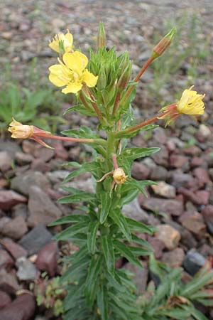 Oenothera oakesiana \ K�sten-Nachtkerze, Sand-Nachtkerze / Sandy Evening Primrose, D Karlsruhe 27.7.2017