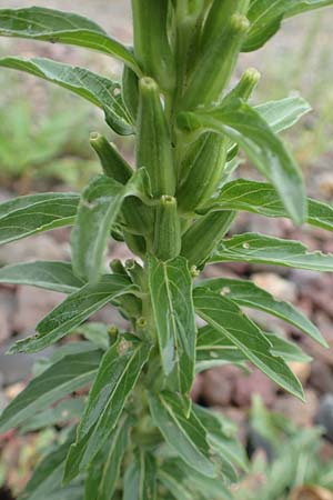 Oenothera oakesiana \ K�sten-Nachtkerze, Sand-Nachtkerze / Sandy Evening Primrose, D Karlsruhe 27.7.2017