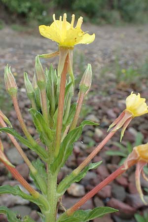 Oenothera oakesiana \ K�sten-Nachtkerze, Sand-Nachtkerze / Sandy Evening Primrose, D Karlsruhe 27.7.2017